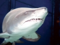 Sand-Tiger Shark