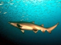 Sand-Tiger Shark