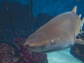 Sand-Tiger Shark