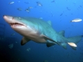 Sand-Tiger Shark