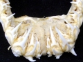 Sand-Tiger Shark