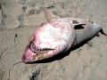 Sand-Tiger Shark