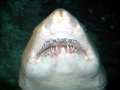 Sand-Tiger Shark
