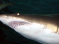 Sand-Tiger Shark