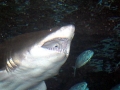 Sand-Tiger Shark