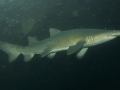 Sand-Tiger Shark