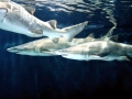 Sand-Tiger Shark