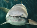 Sand-Tiger Shark
