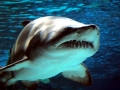 Sand-Tiger Shark