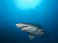 Sand-Tiger Shark