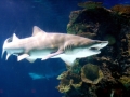 Sand-Tiger Shark