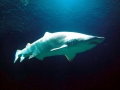 Sand-Tiger Shark