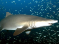 Sand-Tiger Shark
