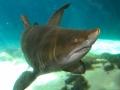 Sand-Tiger Shark