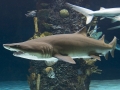 Sand-Tiger Shark