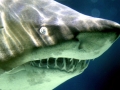 Sand-Tiger Shark