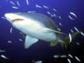 Sand-Tiger Shark