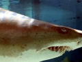 Sand-Tiger Shark