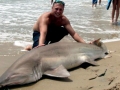 Sand-Tiger Shark