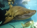 Sand-Tiger Shark