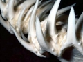Sand-Tiger Shark