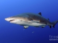 Sand-Tiger Shark