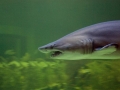 Sand-Tiger Shark