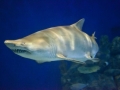 Sand-Tiger Shark