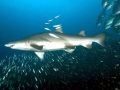 Sand-Tiger Shark