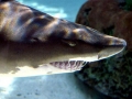 Sand-Tiger Shark