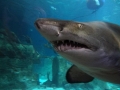 Sand-Tiger Shark