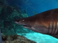 Sand-Tiger Shark