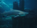 Sand-Tiger Shark