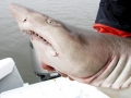 Sand-Tiger Shark