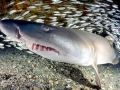 Sand-Tiger Shark