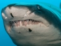 Sand-Tiger Shark