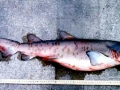 Sand-Tiger Shark