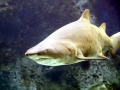 Sand-Tiger Shark