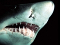 Sand-Tiger Shark