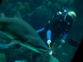 Sand-Tiger Shark