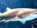 Sand-Tiger Shark
