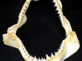 Sand-Tiger Shark