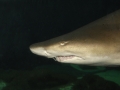 Sand-Tiger Shark
