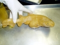 Sand-Tiger Shark
