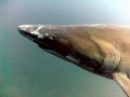 Sand-Tiger Shark