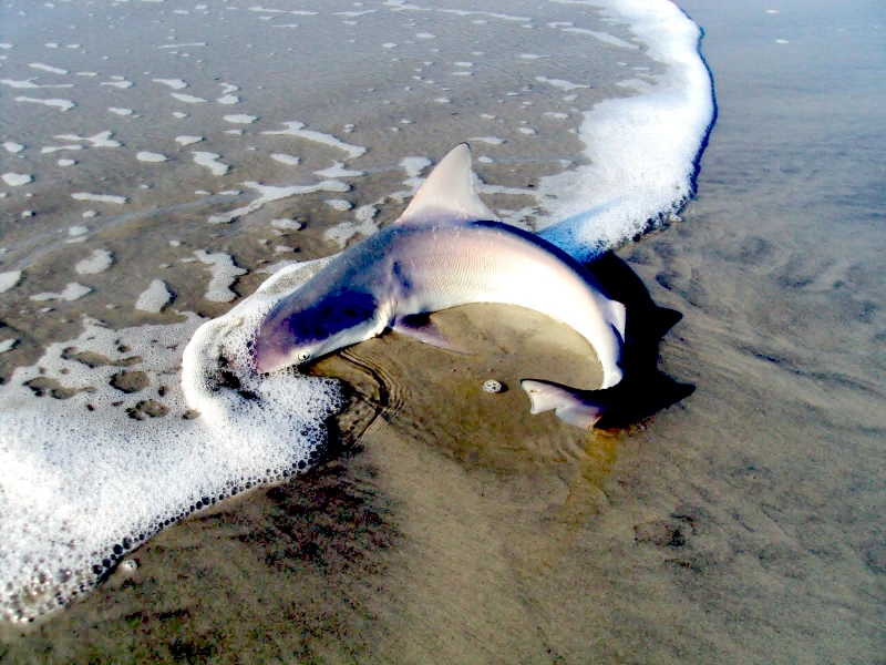 Sandbar Shark