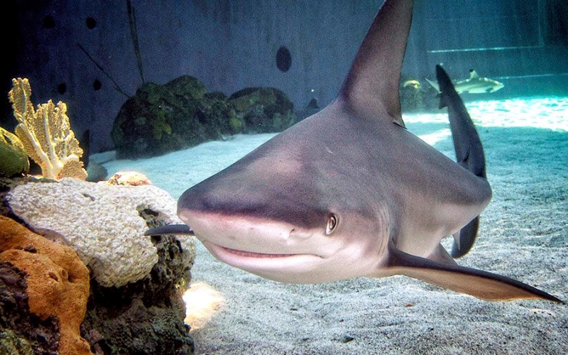 Sandbar Shark