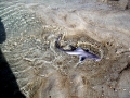 Sandbar Shark