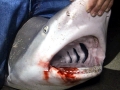 Sandbar Shark