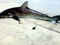 Sandbar Shark